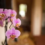 Hotell Zehnthof Ürzig