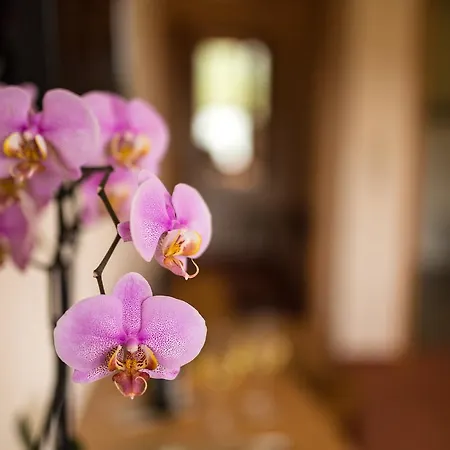 Hotel Zehnthof Ürzig